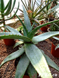 Aloe marlothii鬼切芦荟