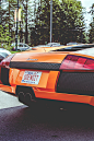 Murcielago