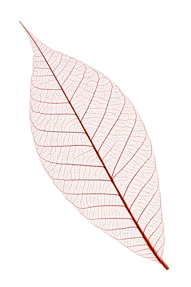 叶子1脉络
