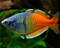 Boesmani rainbowfish