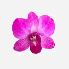 抽象花朵手绘花朵高清素材 庆典花卉 花朵图片 花朵图片素材 鲜花 鲜花海报背景 鲜花花卉 鲜花边框素材 免抠png 设计图片 免费下载