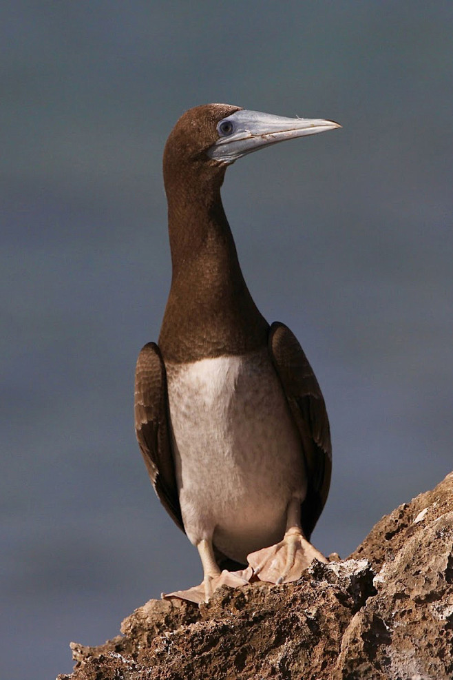 鲣鸟目鲣鸟科鲣鸟属褐鲣鸟