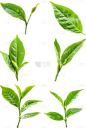 植物实景茶叶芽元素素材
