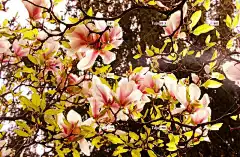 玉兰 花朵 自然 美丽的花朵 花壁纸 粉红色的花朵 春天 花卉背景