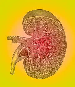 肾脏解剖照片下载