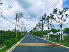 刘小二的2采集到道路植物