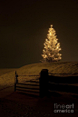 Christmas Tree in snow