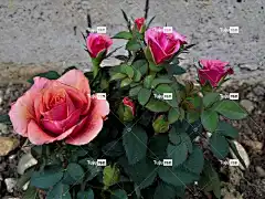 花 花卉背景 花壁纸 植物群 美丽的花朵 玫瑰花 自然 玫瑰