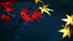 唯美深秋枫叶微距摄影高清宽屏壁纸