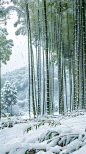 雪 竹图片—正版雪 竹图片_高清雪 竹图片购买、下载-视觉中国vcg.com