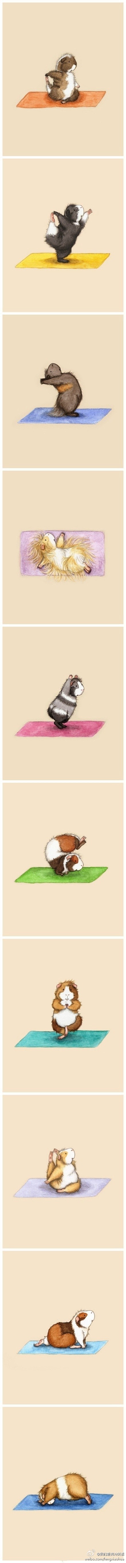 练瑜伽的小豚鼠，完完全全戳中萌点，太可爱...