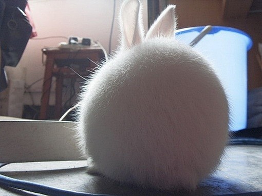 好肥的兔兔~