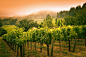 葡萄藤葡萄园日落景观在纳帕谷酒厂在加利福尼亚州图片素材-图片ID：149980082