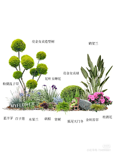 LLL``采集到W植物品种 种植说明