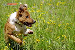 小花xiaohua采集到牧羊犬