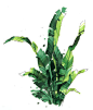 马克笔手绘素材︱植物