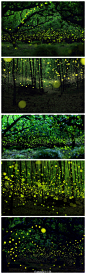 【森林萤火虫之夜】迷幻的森林光球？放心，这并不是什么奇异现象，而是森林里的萤火虫为求偶而发出的光芒。近日，日本摄影师Yume Cyan在名古屋的森林，利用长曝光拍到了萤火虫漫天飞舞，如童话故事插图般的画面。