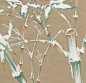 雪竹斑鸠（一只憨憨）_2_舒晴绘事_来自小红书网页版