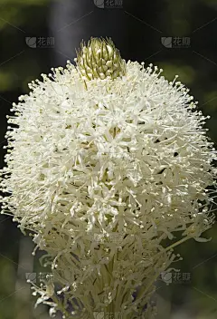 熊草