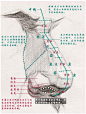  鼻骨、分面像和结构示意图