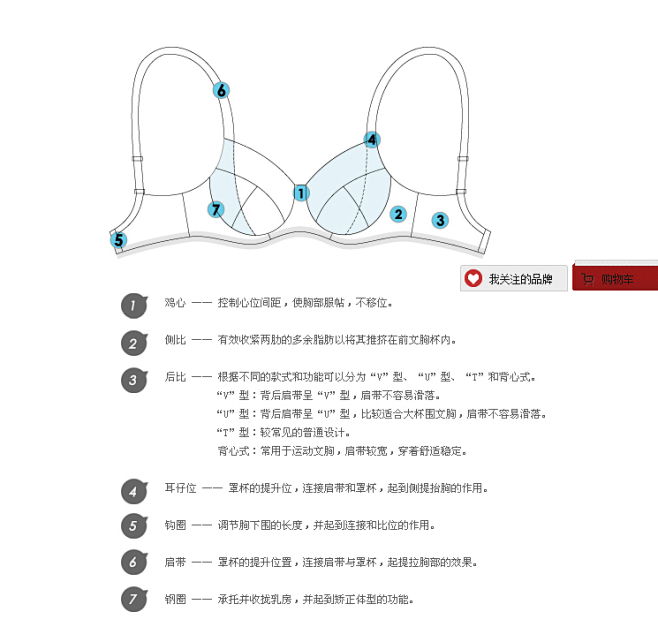 文胸结构与作用