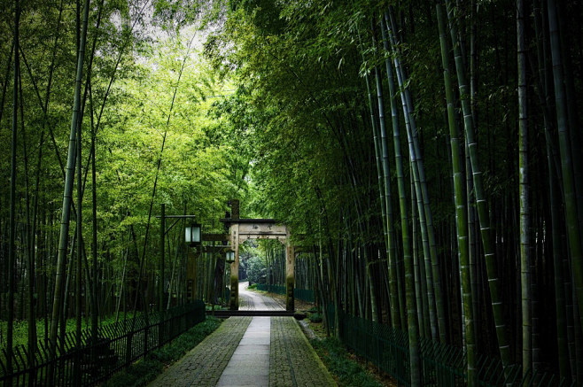 一场春雨下过，新绿更浓了。

万籁俱静时...