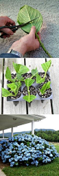 How to root hydrangea cuttings. If i can, i want to make cuttings of my plants at my dad's house before moving out to somewhere :) so i can bring them with me in spirit