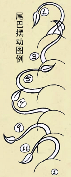com自然运动规律——火chkcool采集到动画采集xiangce.baidu.