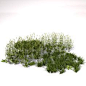 grasses