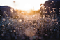 Free photo tiny flower plants with sunset and mountains