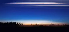日落时有鹿的森林插画下载
