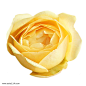 黄色月季玫瑰实物免抠PNG素材图片png免抠元素产品实物背景装饰免扣图片设计图案