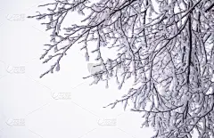冬天,雪,霜,贺卡,冬日花园,自然,水平画幅,无人,枝,白色背景