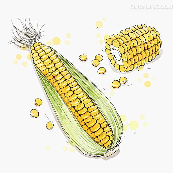 《玉米》全景网 插画 手绘