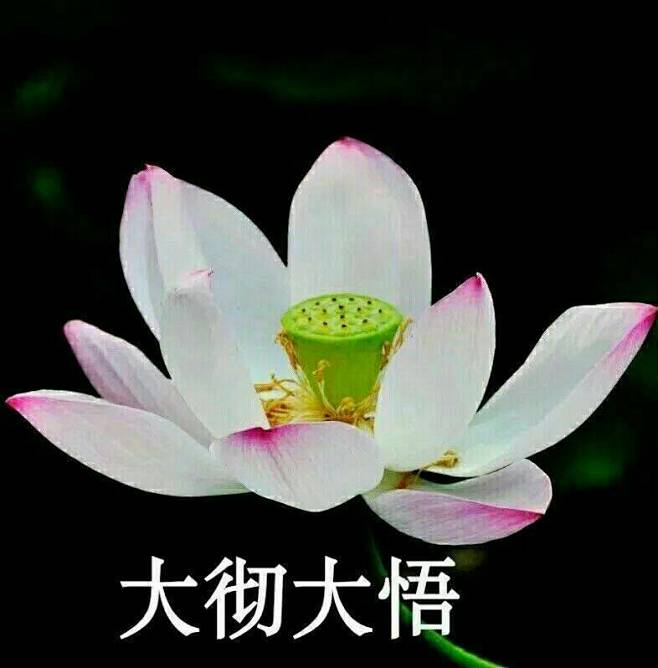 团头