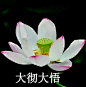 团头