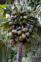 塞舌尔国宝海椰子树