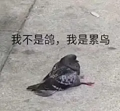 实用表情包之鸽鸽系列 ​