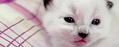 可爱小猫咪壁纸图片#采集大赛#