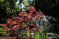 在美丽的花园池塘畔的日本枫槭与瀑布喷泉。小红叶在阳光下闪闪发光。春天的山水，清新的壁纸，自然的背景概