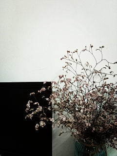 白点点的黑袜子采集到花的故事