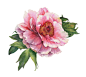 Peony + decor : Watercolor illustration and decor