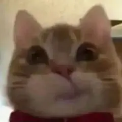 表情包丨最近超火的歪嘴猫表情包合集|拾荒|文案|歪嘴猫|表情包_手机网易网