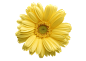 flower-(3)