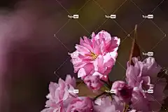 樱花 美丽的壁纸 花卉背景 鲜花 Mac壁纸 春天 粉红色的花朵