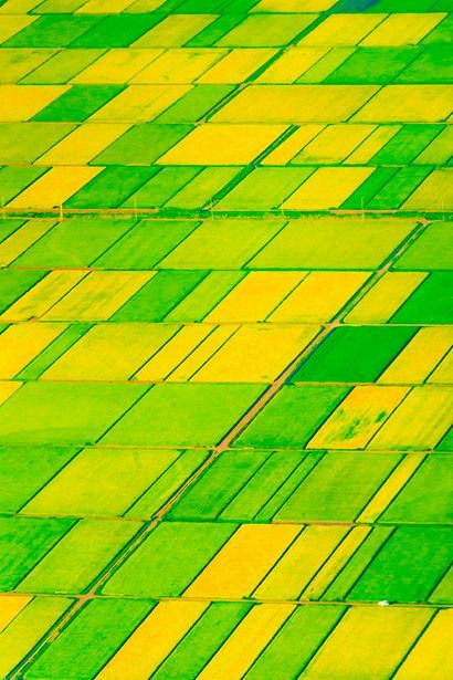 Rice Field in Summer...