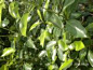 樟树 樟科 Cinnamomum camphora (L.) Presl