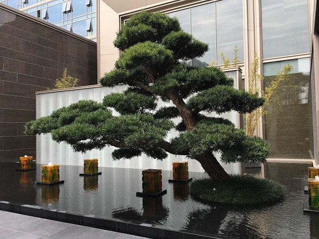 造型罗汉松