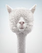 Zack Seckler | Fine Art Photography - Alpacas