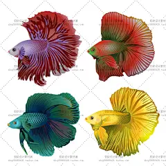 9个EPS 热带鱼 孔雀鱼 斗鱼 观赏鱼 矢量图 设计素材 2016062802-淘宝网